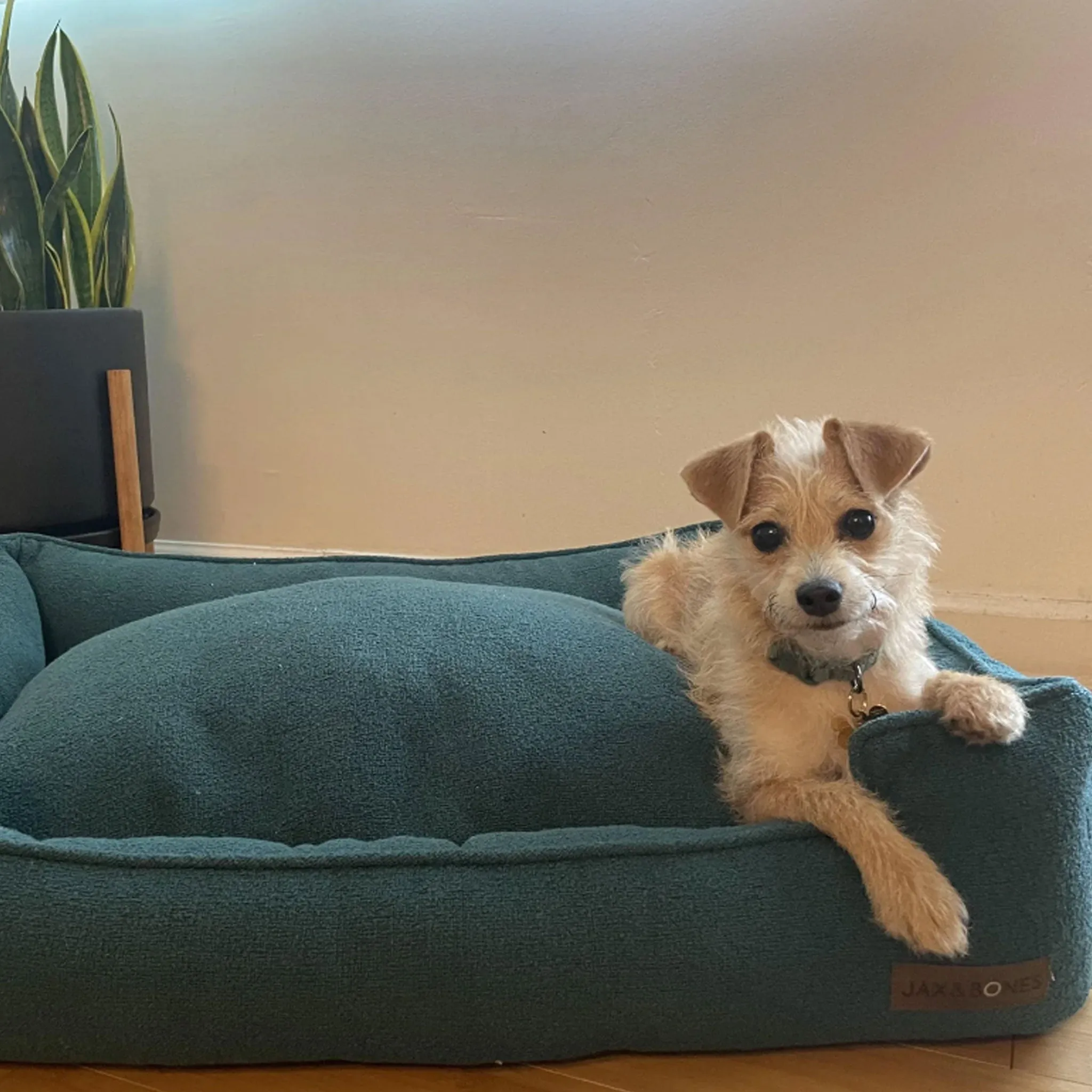 Jax & Bones Premium Lounge Dog Bed - Cordova Jade