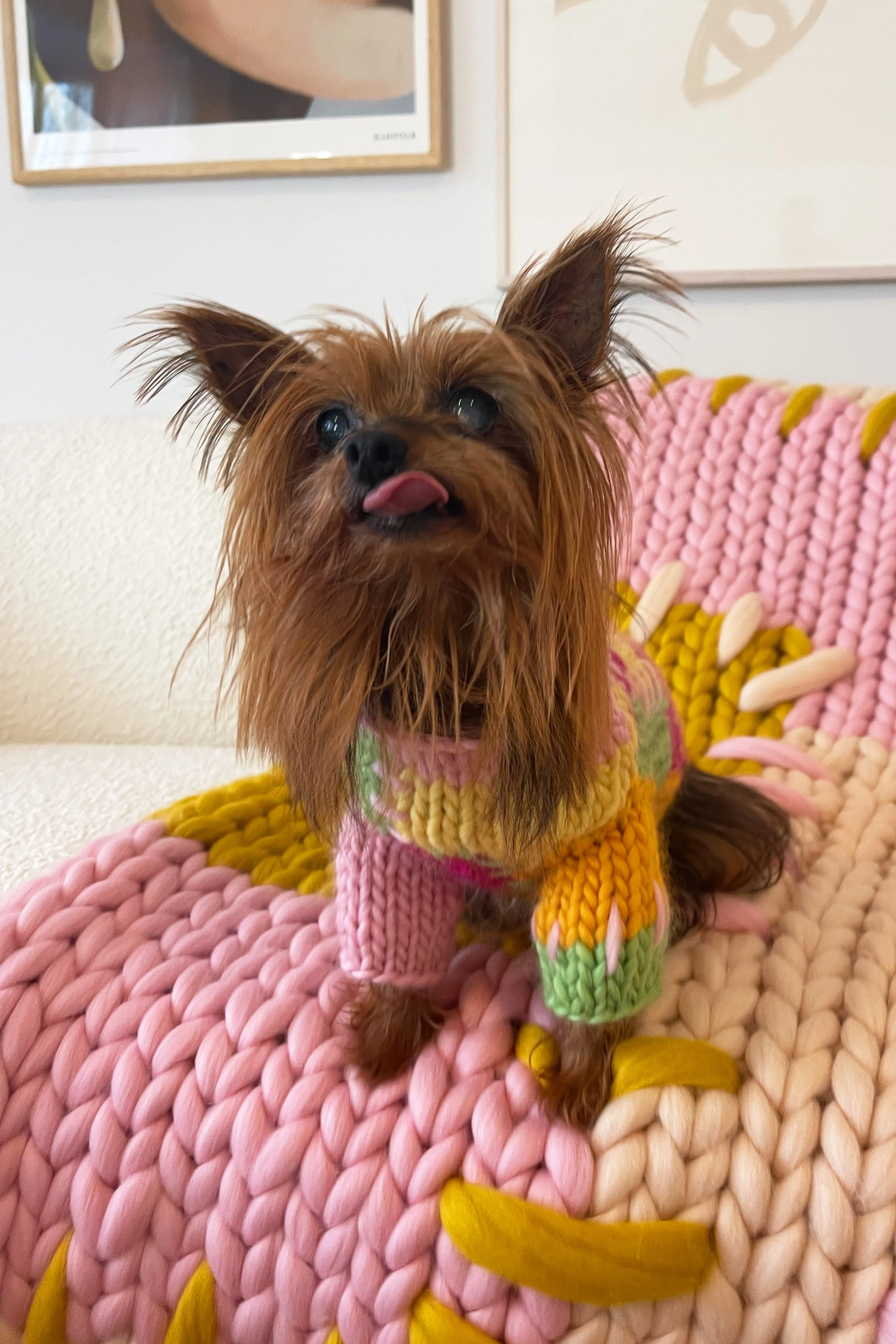 Lily Chunky Knit Pet Sweater