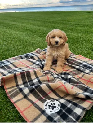 Tartan Pet Blankets- Small  (2 Colours)