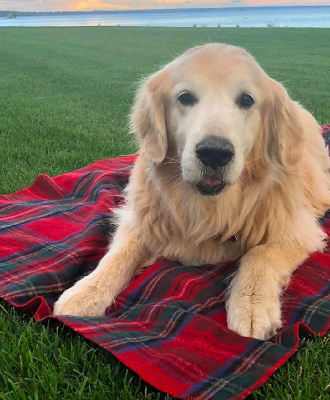 Tartan Pet Blankets- Small  (2 Colours)