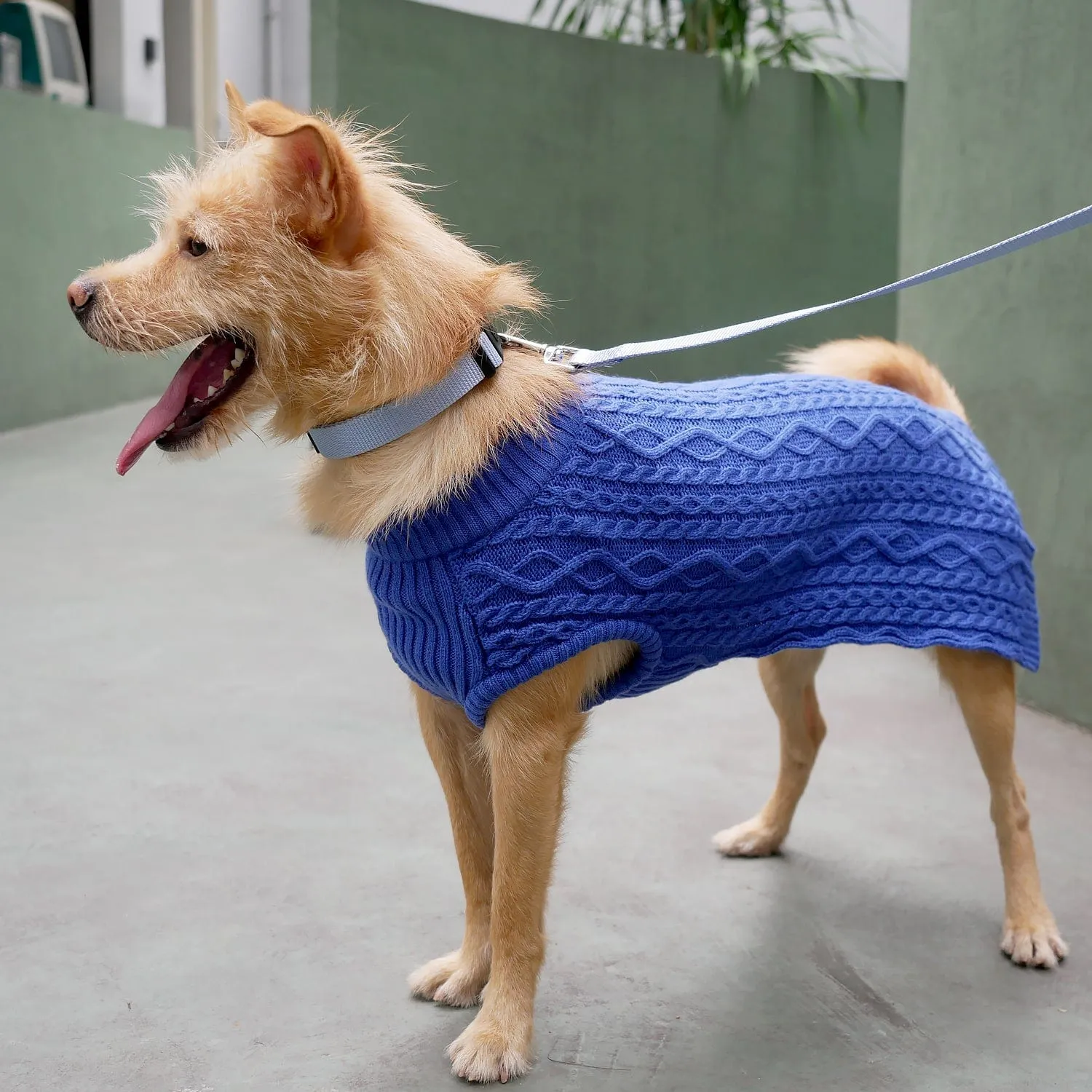 Wool Blend Cable Knit Dog Sweater