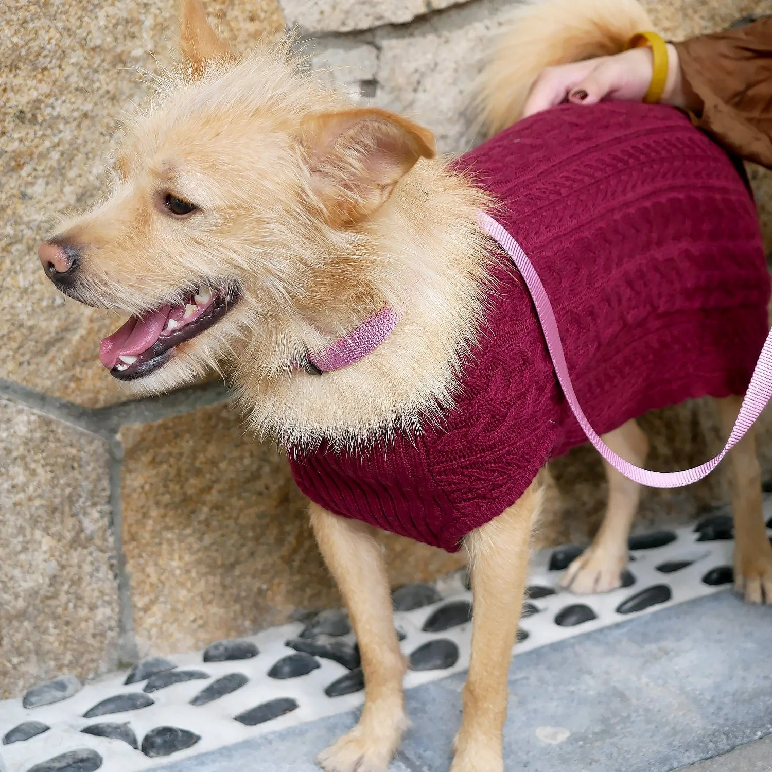 Wool Blend Cable Knit Dog Sweater