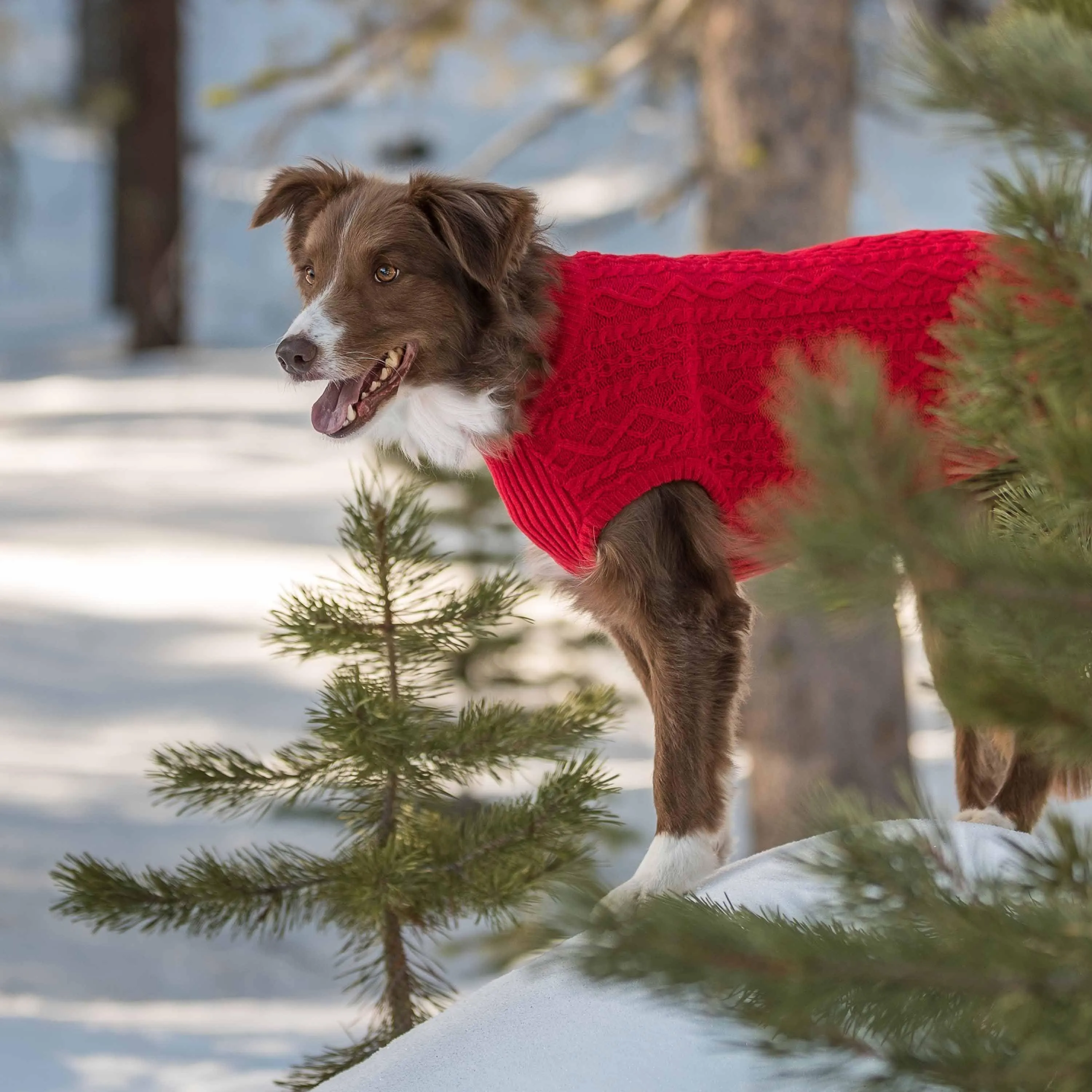 Wool Blend Cable Knit Dog Sweater